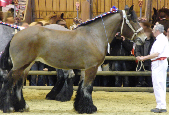 Draft Horse population decline and revival efforts