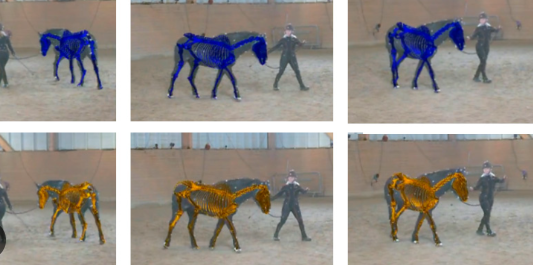 Draft Horse running poses and motion analysis