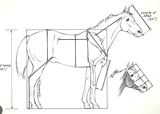 Draft Horse anatomy and proportions for artists