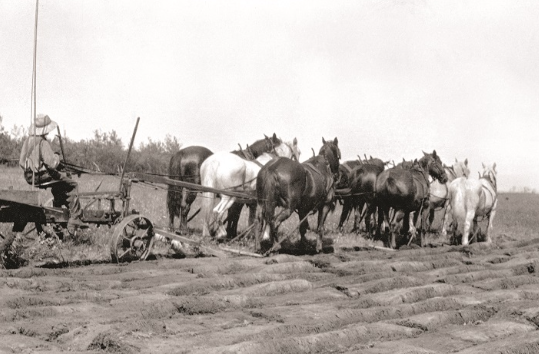 Draft Horse in medieval Europe economy and warfare