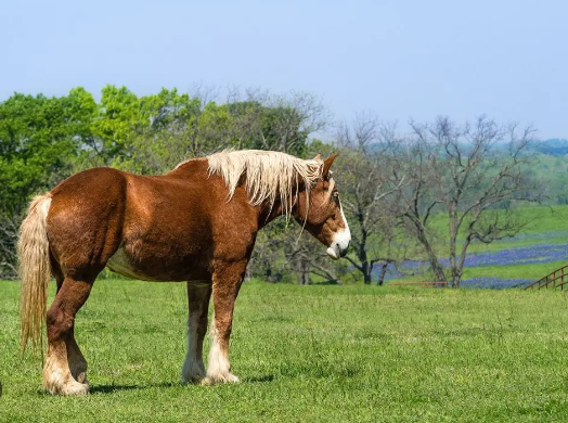 Draft Horse lifespan and long term care considerations