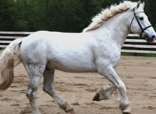 Draft Horse conservation and endangered breed protection
