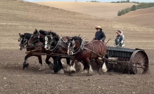 Draft Horse role in rural heritage preservation