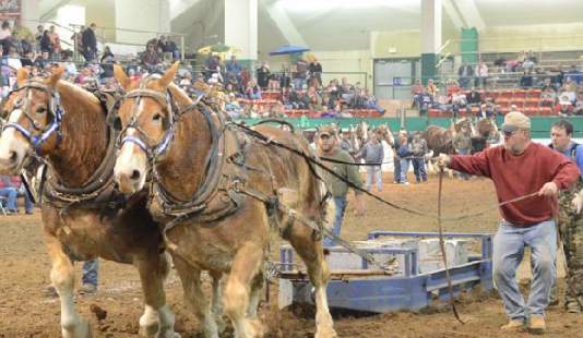 Draft Horse pulling competitions and strongman events