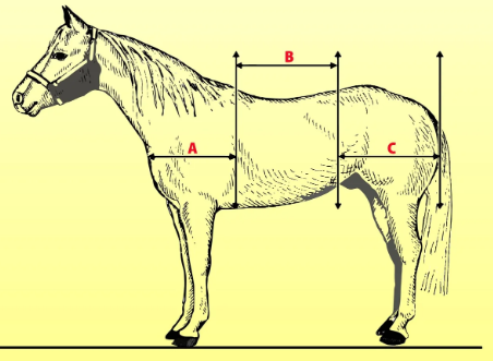 Draft Horse muscle structure and pulling power explained