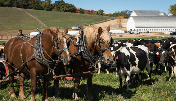 Draft Horse in modern sustainable farming