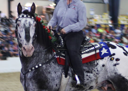 Draft Horse breeding standards and registries