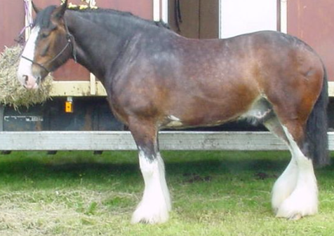 Draft Horse vs work horse differences explained