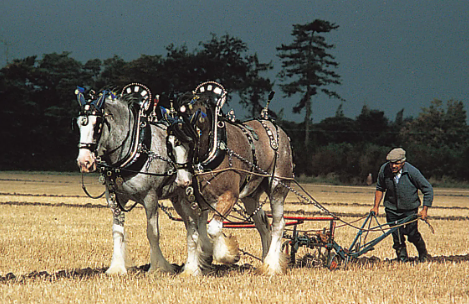 Draft Horse historical role in agriculture and plowing