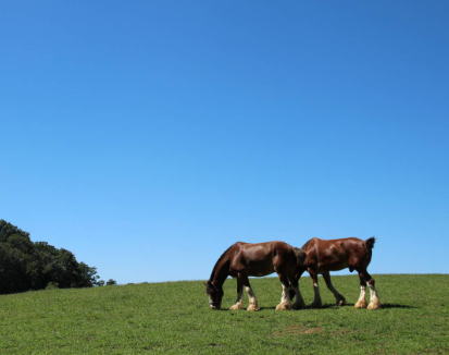 Draft Horse temperament why heavy horses are so gentle