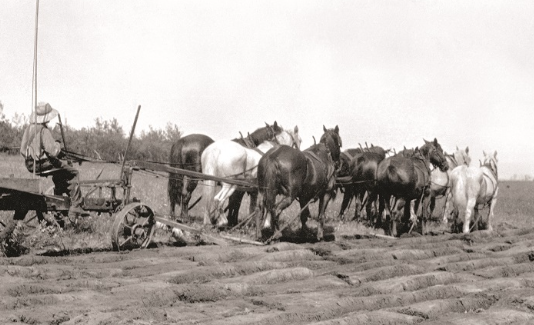 Draft Horse heritage tourism and historical farms