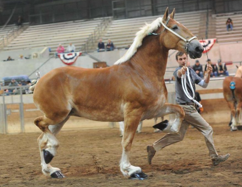 Draft Horse coat colors and markings by breed