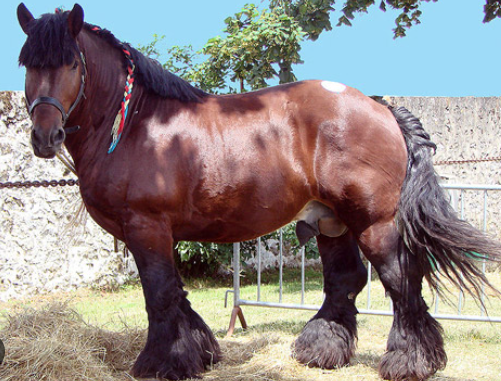 Draft Horse vs cold blood horse terminology explained