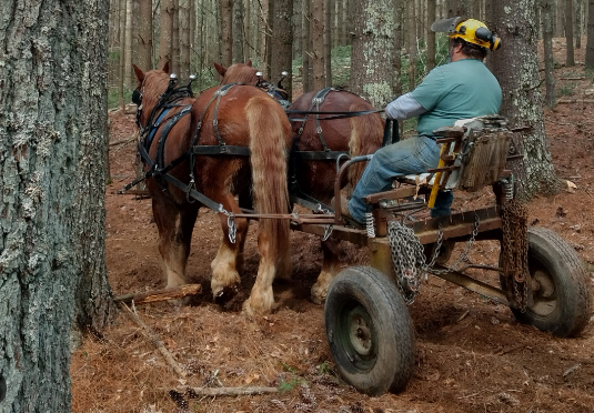 Draft Horse use in logging and forestry work