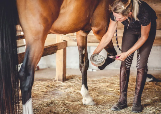 Draft Horse hooves and leg health management