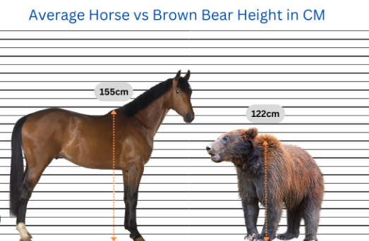 Draft Horse size weight and height comparison chart