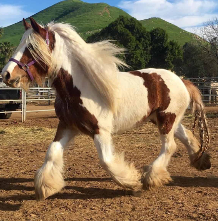 Draft Horse leg feathering aesthetic and artistic value