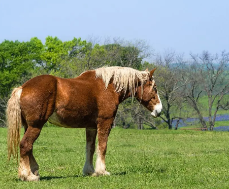 Draft Horse genetic traits passed to modern horse breeds