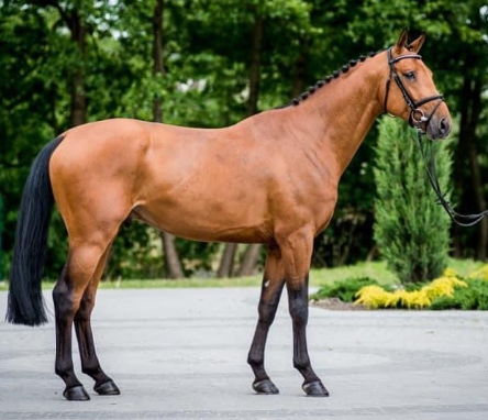 Draft Horse vs warmblood horse comparison