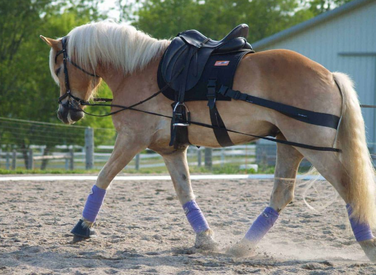 Draft Horse training methods for strength and obedience