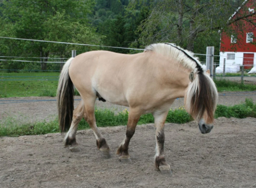 Russian Heavy Draft Horse cold climate endurance