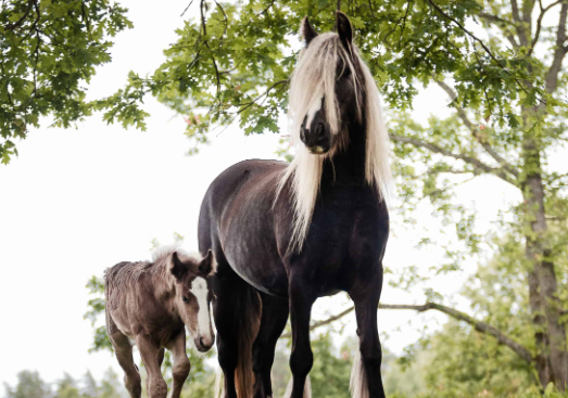 Draft Horse mane tail and coat texture reference