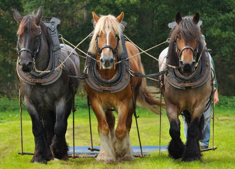 Draft Horse comparison Belgian vs Clydesdale