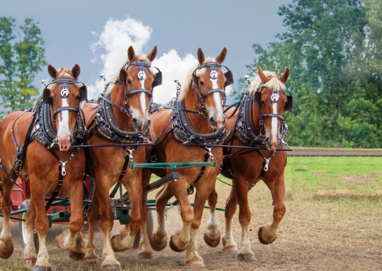 Draft Horse cultural identity in countryside communities