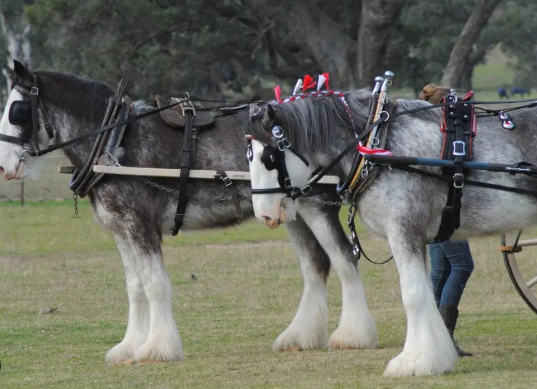Draft Horse personality traits across different heavy breeds