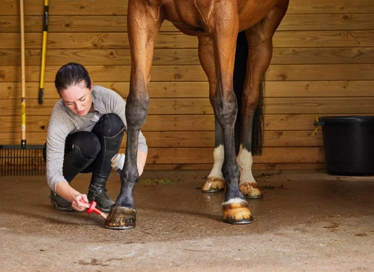 Draft Horse grooming techniques for show and exhibition