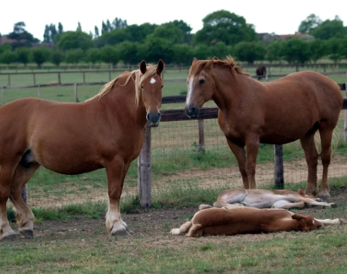 Draft Horse comparison Suffolk Punch vs Ardennes