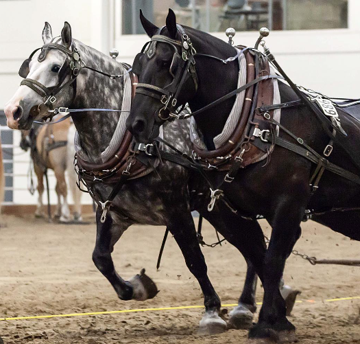 Draft Horse weight limits and load capacity