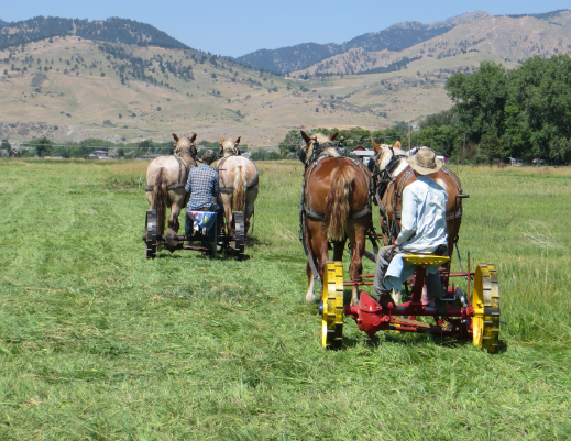 Draft Horse role in eco friendly farming practices