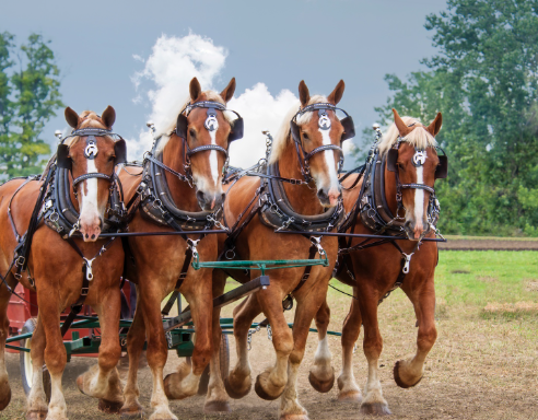 Draft Horse brand storytelling for rural and estate aesthetics