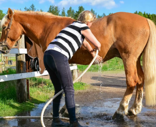 Draft Horse summer heat management strategies