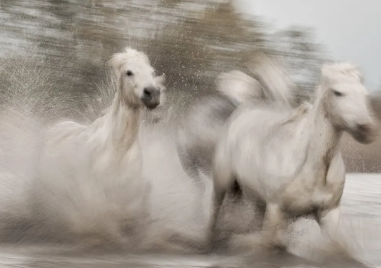 Draft Horse artistic photography composition techniques