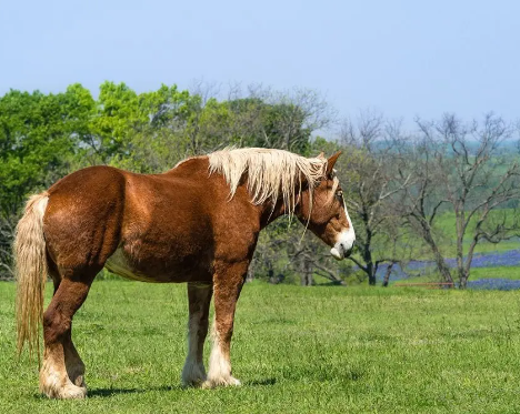 Draft Horse veterinary considerations specific to large breeds