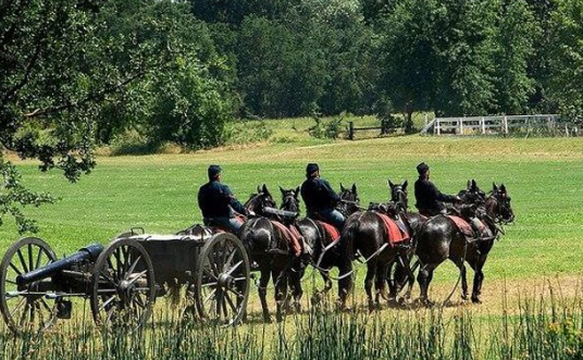 Draft Horse use in historical reenactments