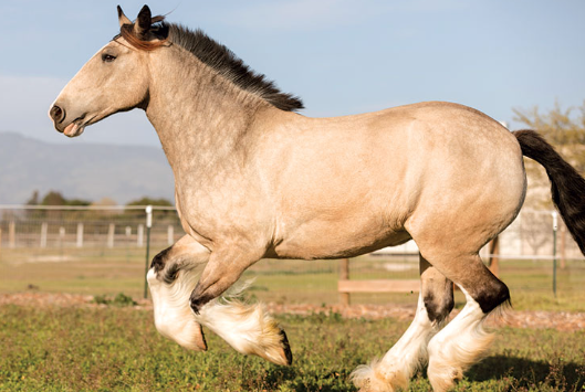 Draft Horse influence on modern heavy horse crossbreeds