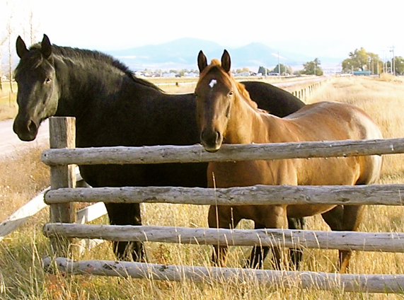 Draft Horse comparison Shire vs Percheron