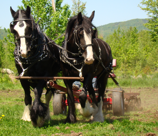 Draft Horse shoeing techniques for heavy breeds