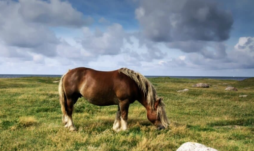 Draft Horse strength myths vs real capabilities