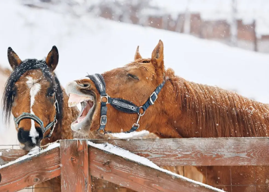 Draft Horse winter care and cold weather management