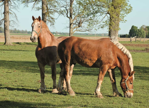 Draft Horse pasture and space requirements