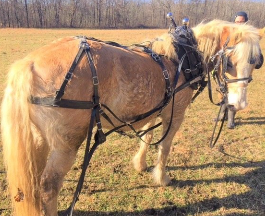 Draft Horse harness work safety considerations