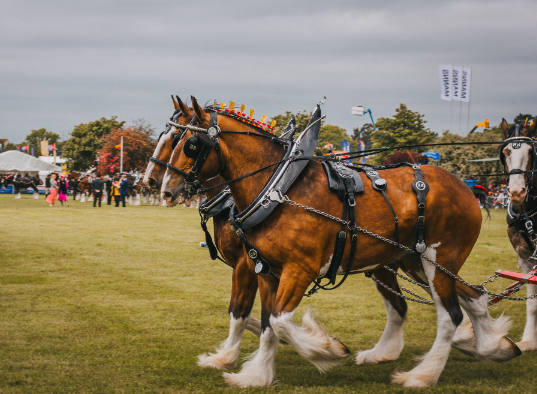Draft Horse symbolism in Western culture