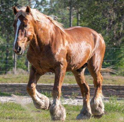Draft Horse identification guide for similar breeds