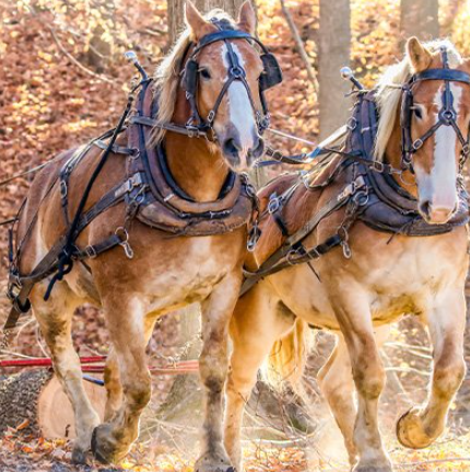 Draft Horse visual differences explained for beginners