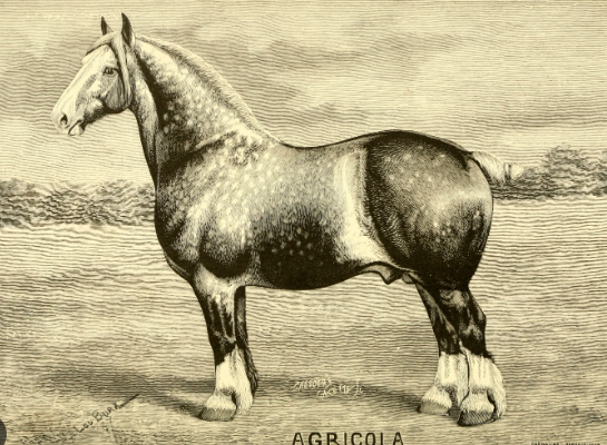 Draft Horse historical photos analysis and commentary