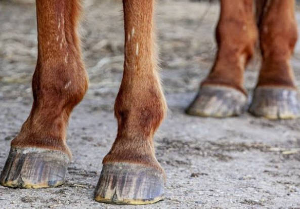 How to Prevent Cracked Hooves